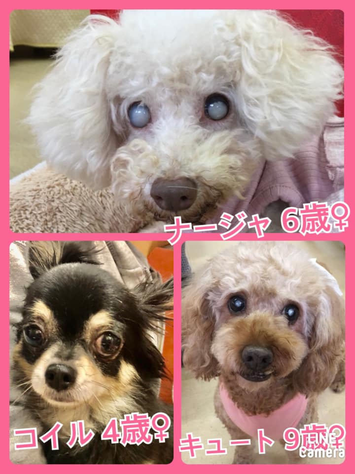 🐾今日の里親様募集中ワンコ🐶＆ニャンコ🐱メンバーです🐾2021,5,13